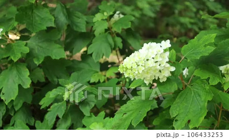 カシワバアジサイ かしわばあじさい 柏葉紫陽花 あじさいの動画素材・映像 - PIXTA